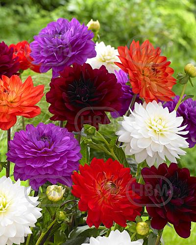 Dahlia mixed