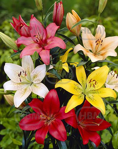 Lilium mixed