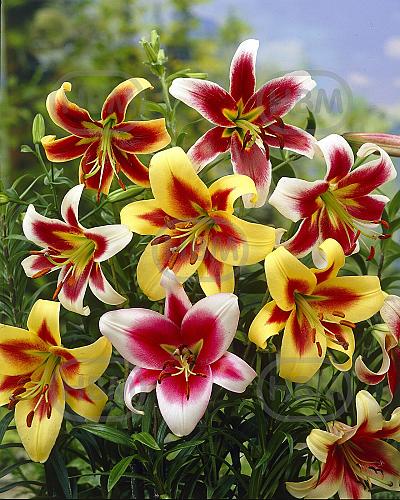 Lilium mixed