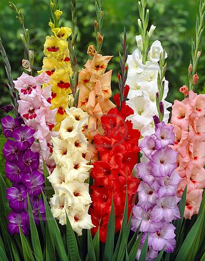 Gladiolus mixed