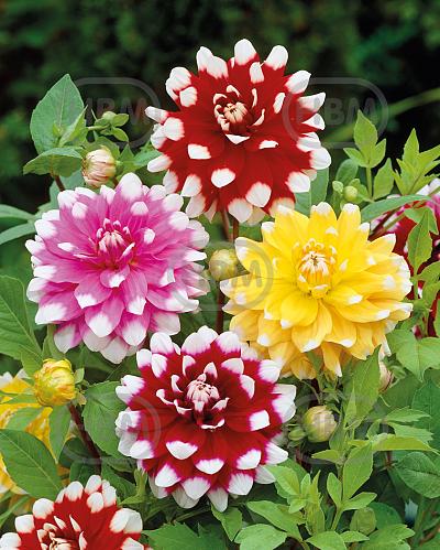 Dahlia mixed
