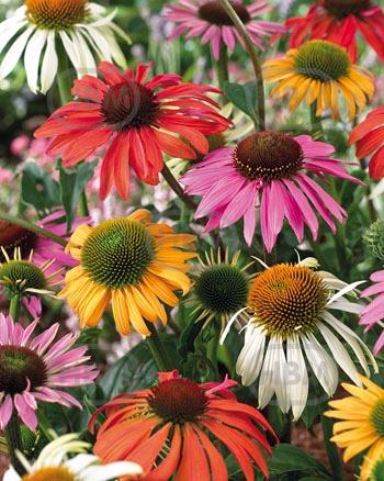 Echinacea mixed