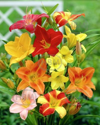 Hemerocallis mixed