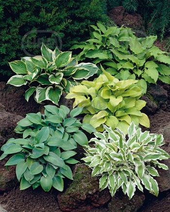 Hosta mixed