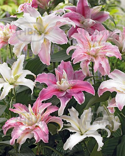 Lilium mixed