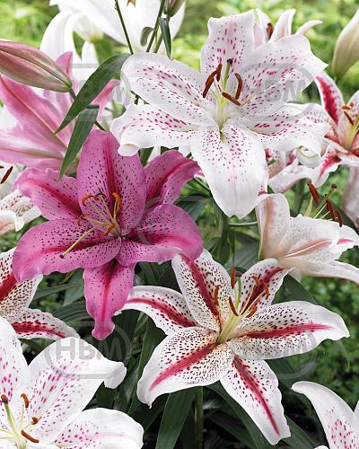 Lilium mixed