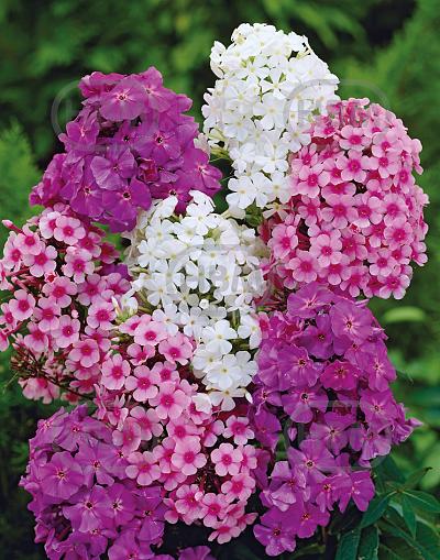 Phlox mixed