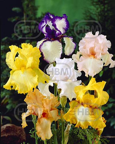 Iris mixed