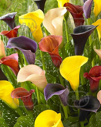 Calla mixed