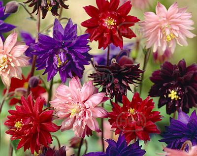 Aquilegia mixed