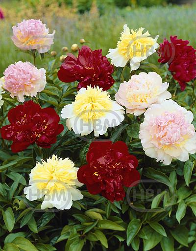 Paeonia mixed
