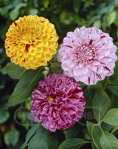 Dahlia mixed