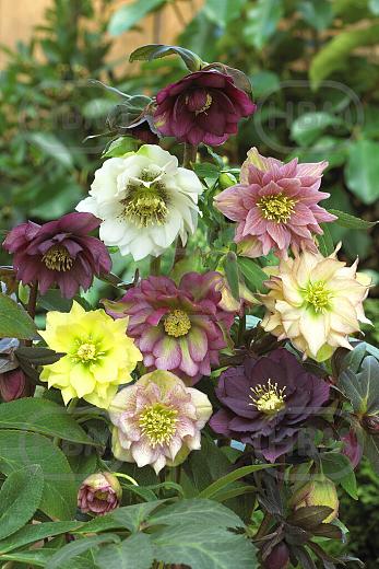 Helleborus mixed