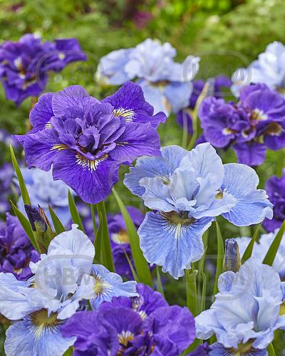 Iris mixed