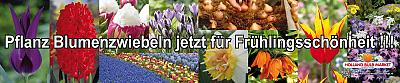 Deutscher Banner (1000x200cm)