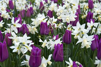 MAG Passionate Spring (14m2) x 2
