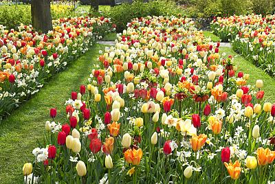 Fritillaria, Narcissus, Tulipa mixed