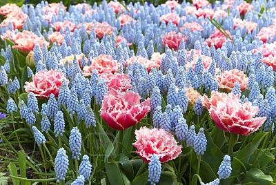 Muscari, Tulipa mixed