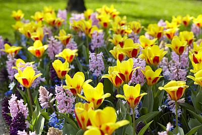 Hyacinthus, Scilla, Tulipa mixed