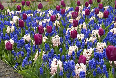 Hyacinthus, Muscari, Tulipa mixed