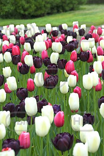 Tulipa mixed