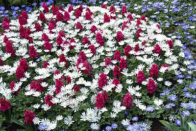 Anemone, Hyacinthus mixed