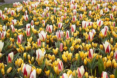 Crocus, Tulipa mixed