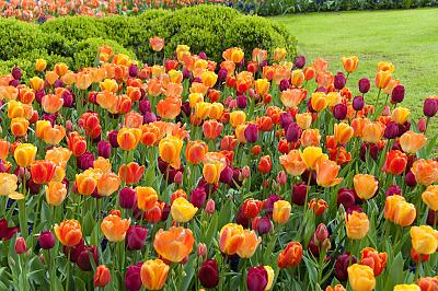 Tulipa mixed