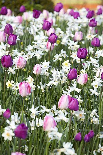 Narcissus, Tulipa mixed