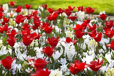 Chionodoxa, Crocus, Hyacinthus, Tulipa mixed