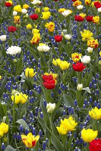Muscari, Tulipa mixed