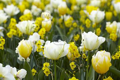 Narcissus, Tulipa mixed