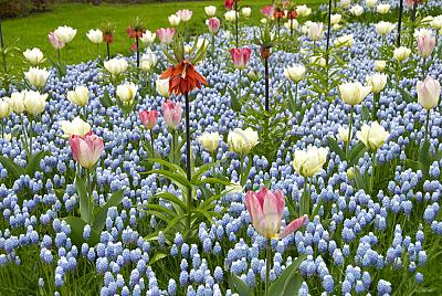 Fritillaria, Muscari, Tulipa mixed