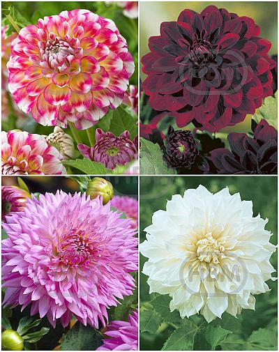 S32 Dahlia Decorative A (4x12) x 48