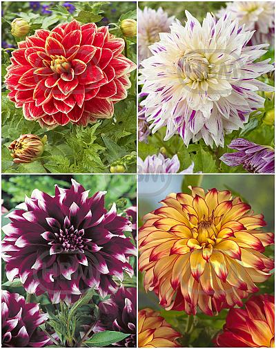 S32 Dahlia Decorative B (4x12) x 48