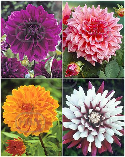 S32 Dahlia Decorative C (4x12) x 48