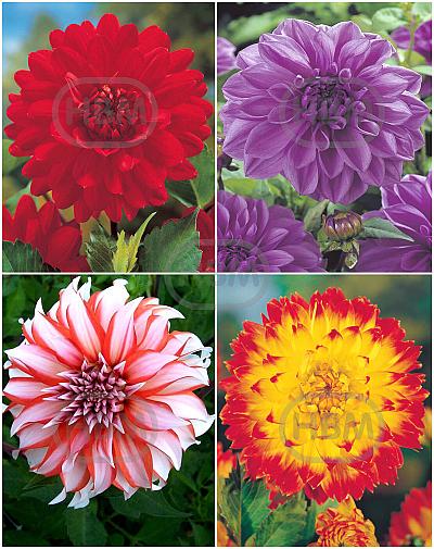 S32 Dahlia Decorative D (4x12) x 48