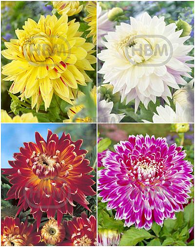 S32 Dahlia Decorative E (4x12) x 48