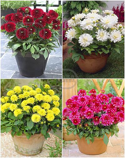S32 Dahlia Decorative Border (4x12) x 48