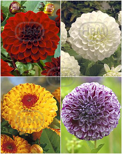 S32 Dahlia Ball A (4x12) x 48