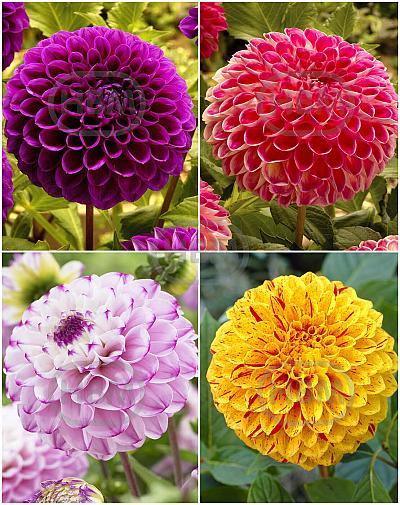 S32 Dahlia Ball B (4x12) x 48