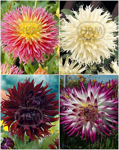 S32 Dahlia Fringed A (4x12) x 48