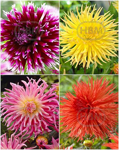 S32 Dahlia Fringed B (4x12) x 48
