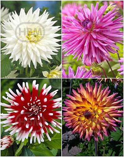 S32 Dahlia Cactus A (4x12) x 48
