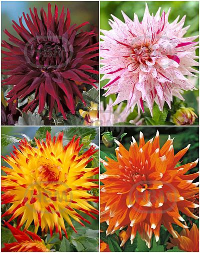 S32 Dahlia Cactus B (4x12) x 48