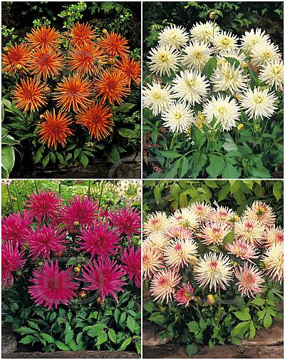 S32 Dahlia Cactus Border (4x12) x 48