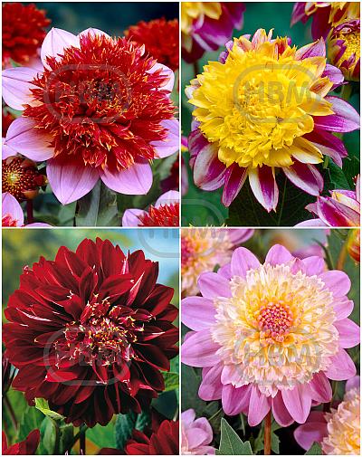 S32 Dahlia Anemone (4x12) x 48