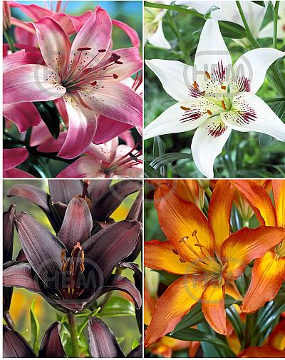 S32 Lilium Asiatic A (4x30) x 60