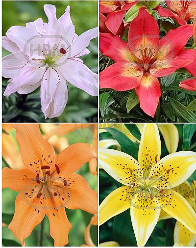 S32 Lilium Asiatic B (4x30) x 60