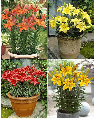 S32 Lilium Pot Asiatic (4x30) x 60